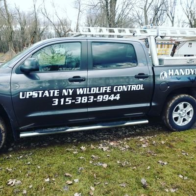 Upstate NY Wildlife Control image 10