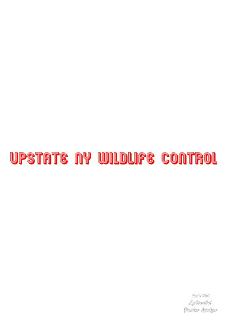 Upstate NY Wildlife Control image 8